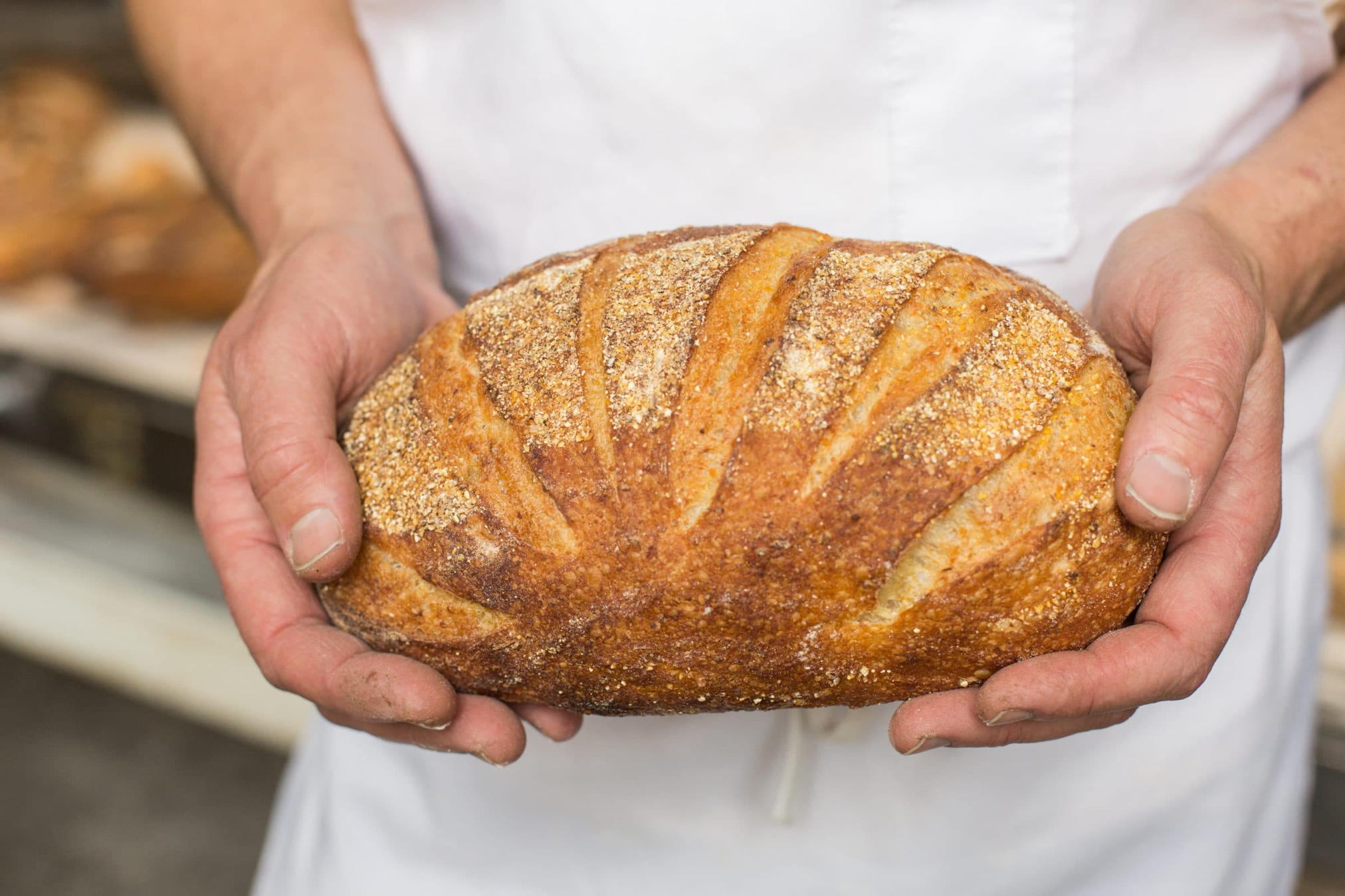 Polenta Bread Red Hen Baking